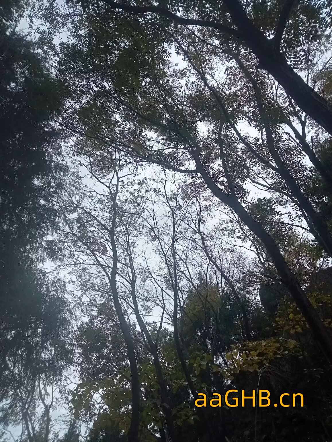 aaGHB.cn-0212