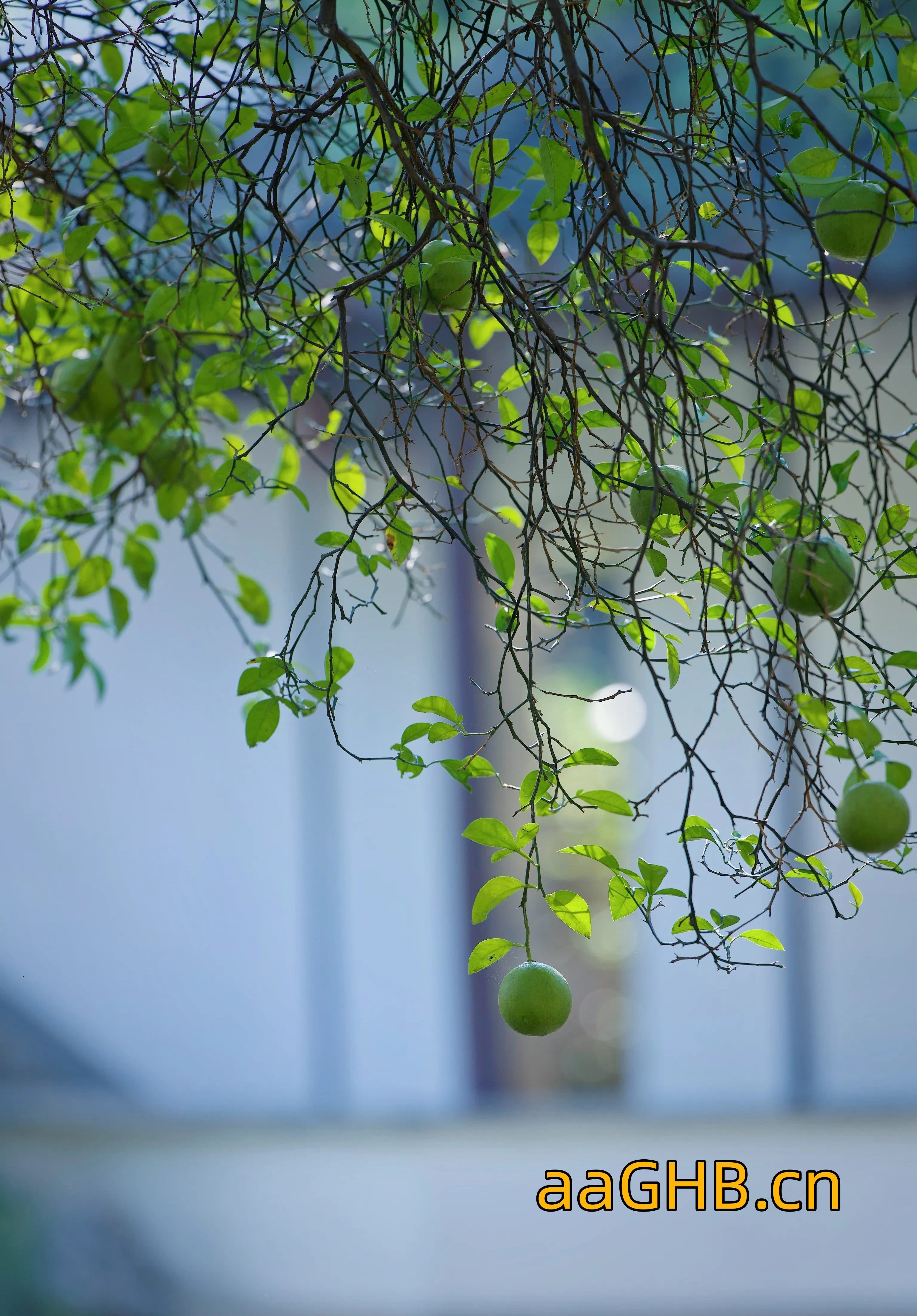 aaGHB.cn-2050.jpg