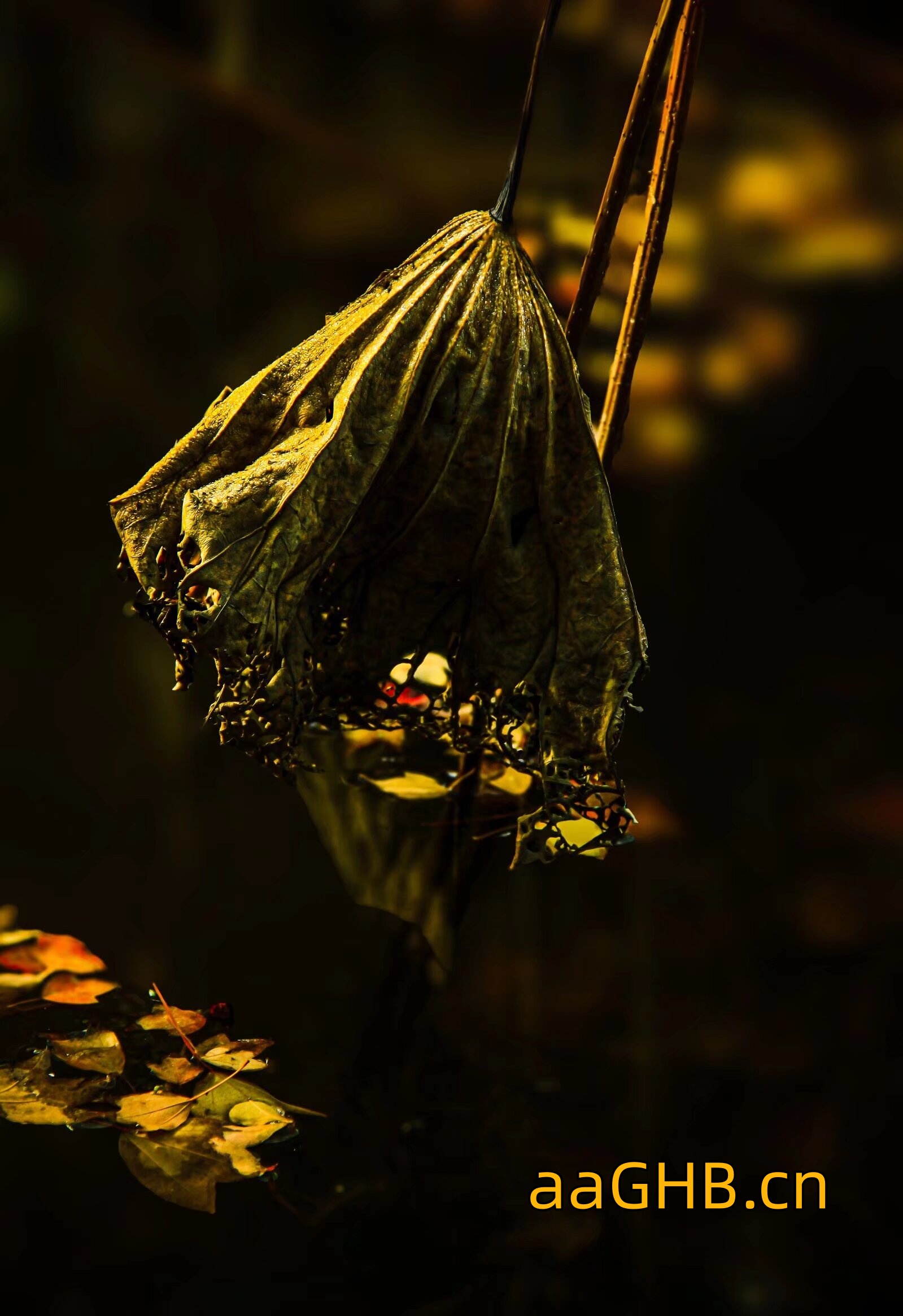 aaGHB.cn-2511.jpg